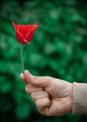 A hand holding a single flower
